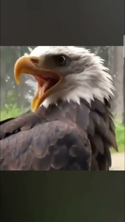 suara burung garuda