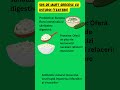 Sos de Iaurt Grecesc cu Usturoi (Tzatziki)🧄 Tzatziki: Probiotice și Proteine într-un Sos