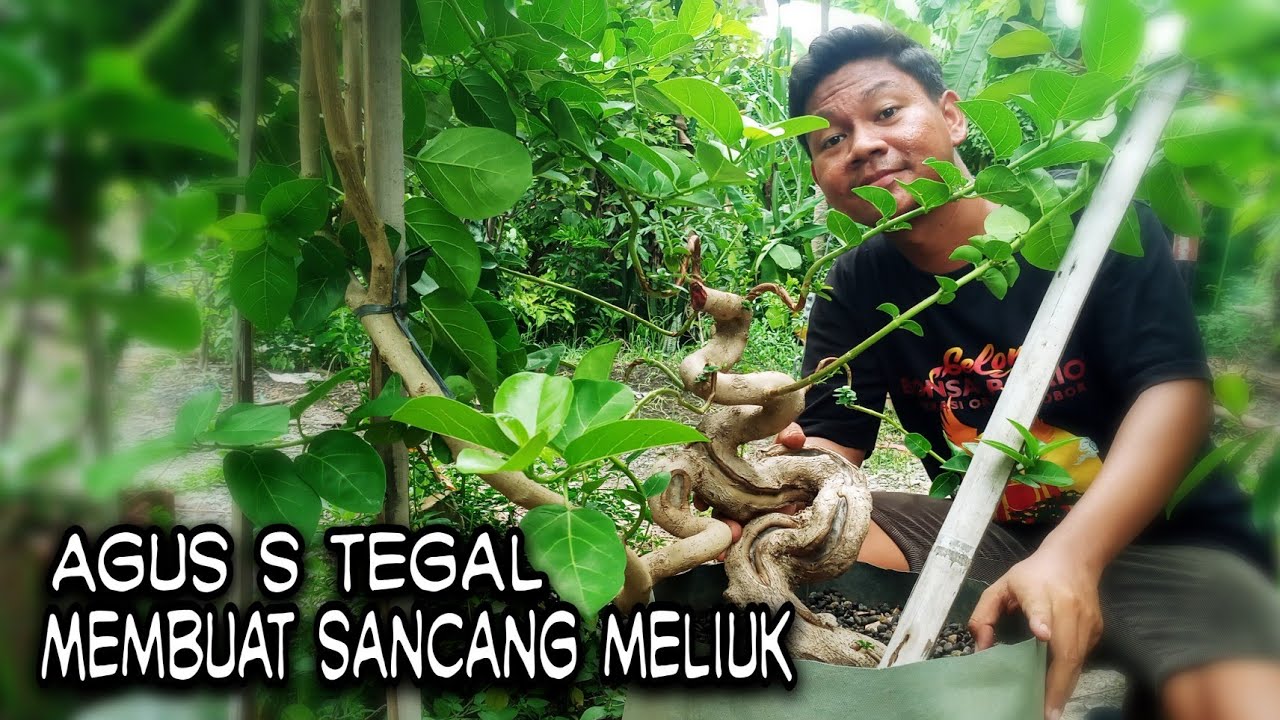 CARA MEMBUAT BONSAI SANCANG MELIUK 2 TAHAPAN BERSAMA MAS AGUS S TEGAL