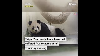 Taipei Zoo Panda Tuan Tuan suffered 4 seizures