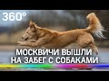 Шпиц, пекинес или терьер - кто быстрее? Москвичи вышли на забег с собаками