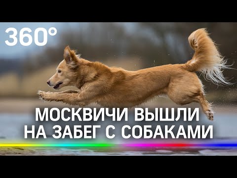 Шпиц, пекинес или терьер - кто быстрее? Москвичи вышли на забег с собаками