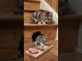 Tabby cat waits for mouse to eat ham. 🐹🐱🐱🐹 #cat #mouse #mousemurah #catlife #cat #funny #catlife