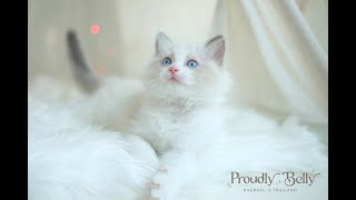 Ragdoll Kitten Blue bicolor น้องอู้ฟู่ 10 wks