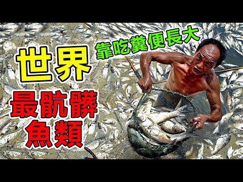 全球“最噁心”的10種魚類，第一名靠吃大便長大，卻是每個中國人餐桌必吃的頂級美味|#地球之最#世界之最#出類拔萃#腦洞大開#前10名#地球最TOP#魚#科普#美食