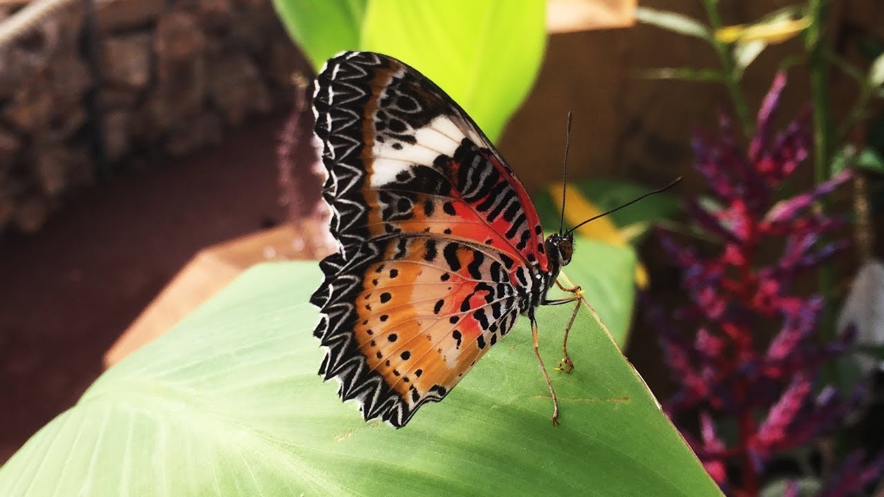 Butterfly House - Jersey Zoo
