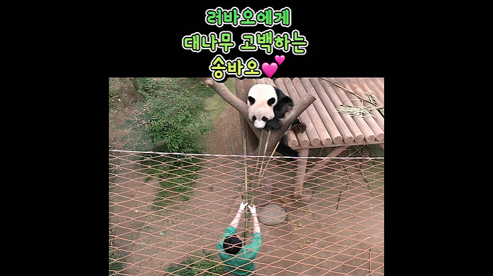 🐼푸바오Fubao패밀리🐼러바오와 송바오님의 귀한 대면 영상💕러바오에게 대나무 다발을 선물하는 송바오님 찐사랑❣️