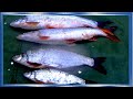 Необычные рыбы Амура,плоскоголовый Жерех, и Монгольский краснопёр, рыбалка  с fisherman dv.27rus