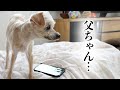 【感涙】愛犬に大好きだった亡き父の声を聞かせた結果・・・