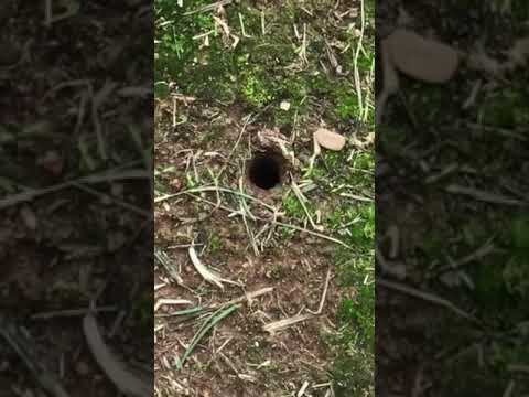 Spiders in Turkey