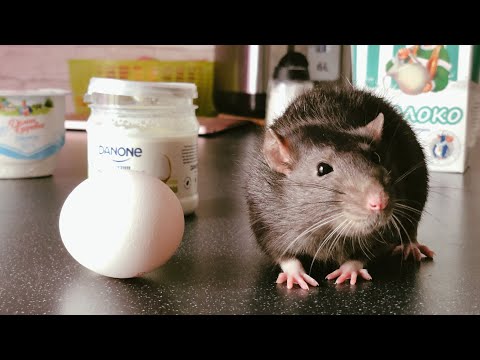 Можно ли крысам молочные и кисломолочные продукты? 🐀