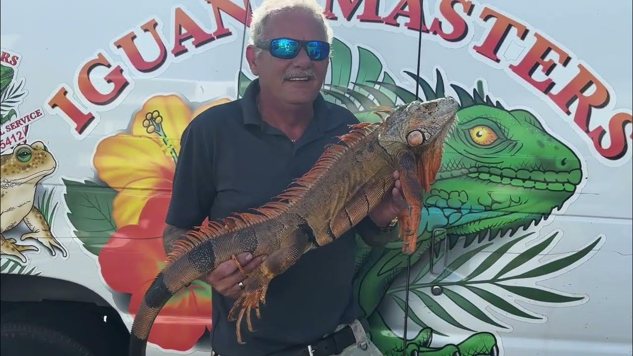 Iguana BE GONNA Culling The Herd Of An Invasive Species In Century iguana-be-gonna-culling-the-herd-of-an-invasive-species-in-century