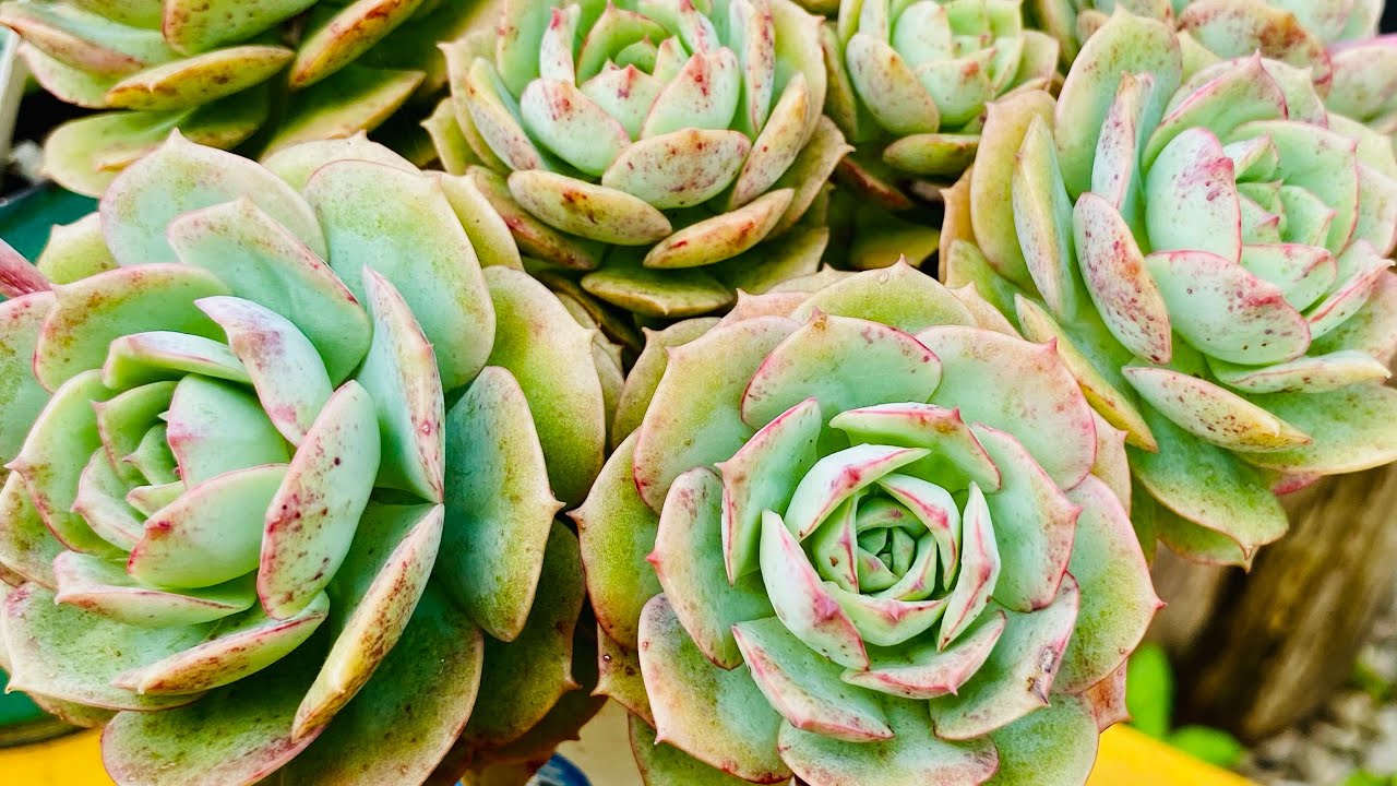 SUCULENTAS DE SOL PLENO/ 40 VASOS CULTIVADOS  COM MAIS DE 6 horas de sol ☀️ 