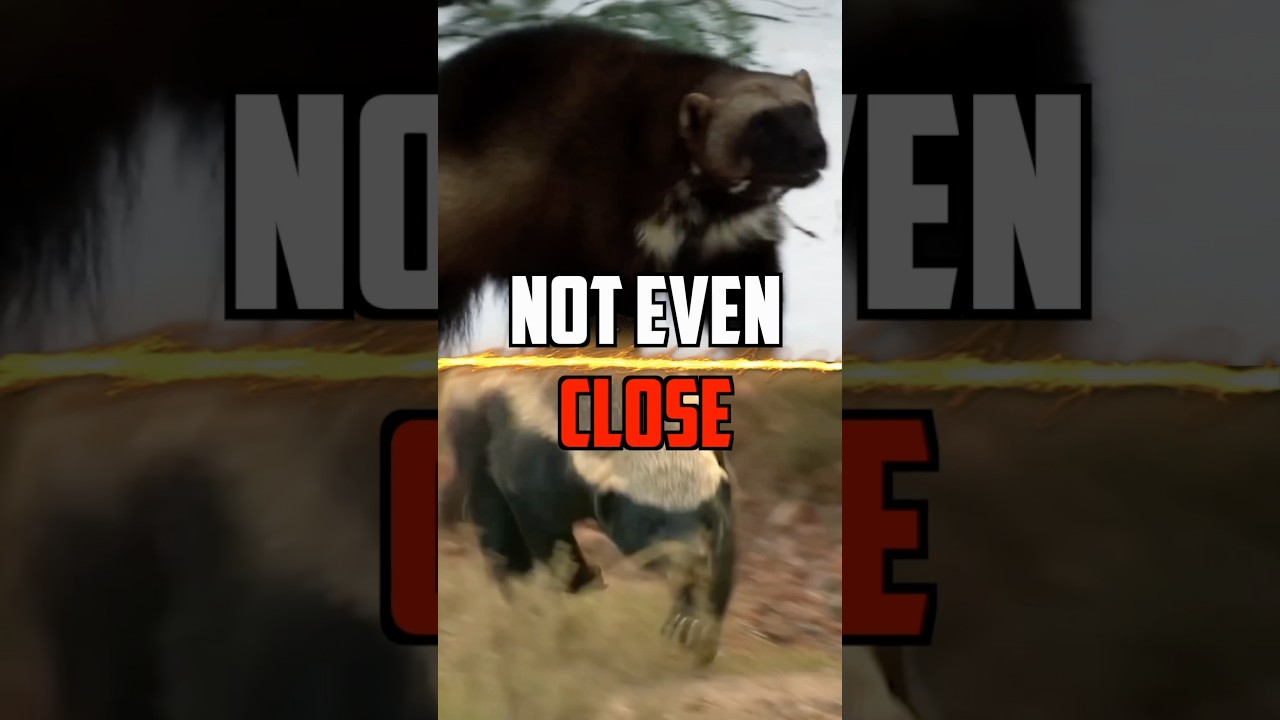 Росомаха против Медоеда — кто победит?