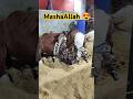 MASHAALLAH 2025 Cow Beautiful Heavy Ytshorts Youtubeshorts