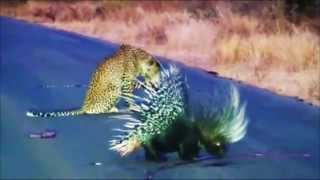 Leopard battles vs Porcupine | Leopardo vs Cuerpoespin | Batalla Animal