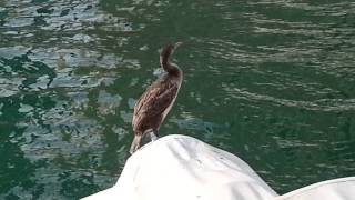 Socotra Cormorants at Dubai Marina. 08.11.2014