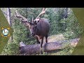 Trail Cam Video