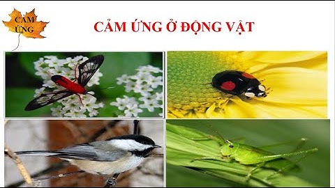 So sánh cảm ứng và phản xạ năm 2024