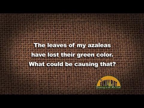 Q&A - Why have my azalea leaves lost their green color?