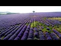 Lavanta Bahçeleri Havadan Drone Görüntüleri