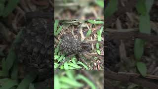 Mother spider carries a hundred spiders 🕷️ Wolf spiders #animals #nature #wildlife