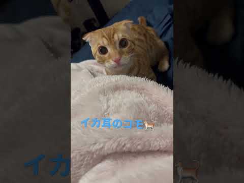 イカ耳のコモドン🐈やっぱり最後やられるよね🥺 #キンカロー #cat #猫 #cutecat #子猫 #kitten #猫のいる暮らし #funnycat #animal