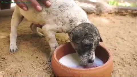 Oddly Satisfying Video With Relaxing & Calm Deep Sleep Music for Stress Relief & Meditation Ep66