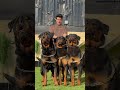 كلها عندها روتات بس مش كلها باسم هانط كلاب Dog Dogs Basemhunt كلها عندها روتات بس مش كلها باسم هانط كلاب Dog Dogs Basemhunt