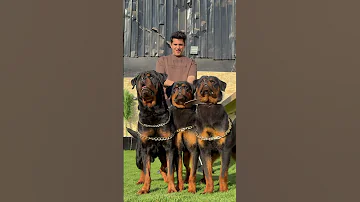 كلها عندها روتات بس مش كلها باسم هانط كلاب Dog Dogs Basemhunt 