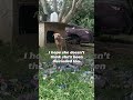 Honey Was Chained Outside With Nowhere to Escape 💔🐶