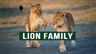 The Unusual Lions That Slowly Eat Their Prey Alive | Lions Behaving Badly | Full Documentary