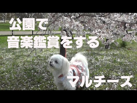 公園でサックスを聴いてるマルチーズが可愛い。