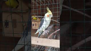 parkit Australia  #birds #imronsantoso #breedingunggul #lovebirds #parkit #parkit #burung #parrot
