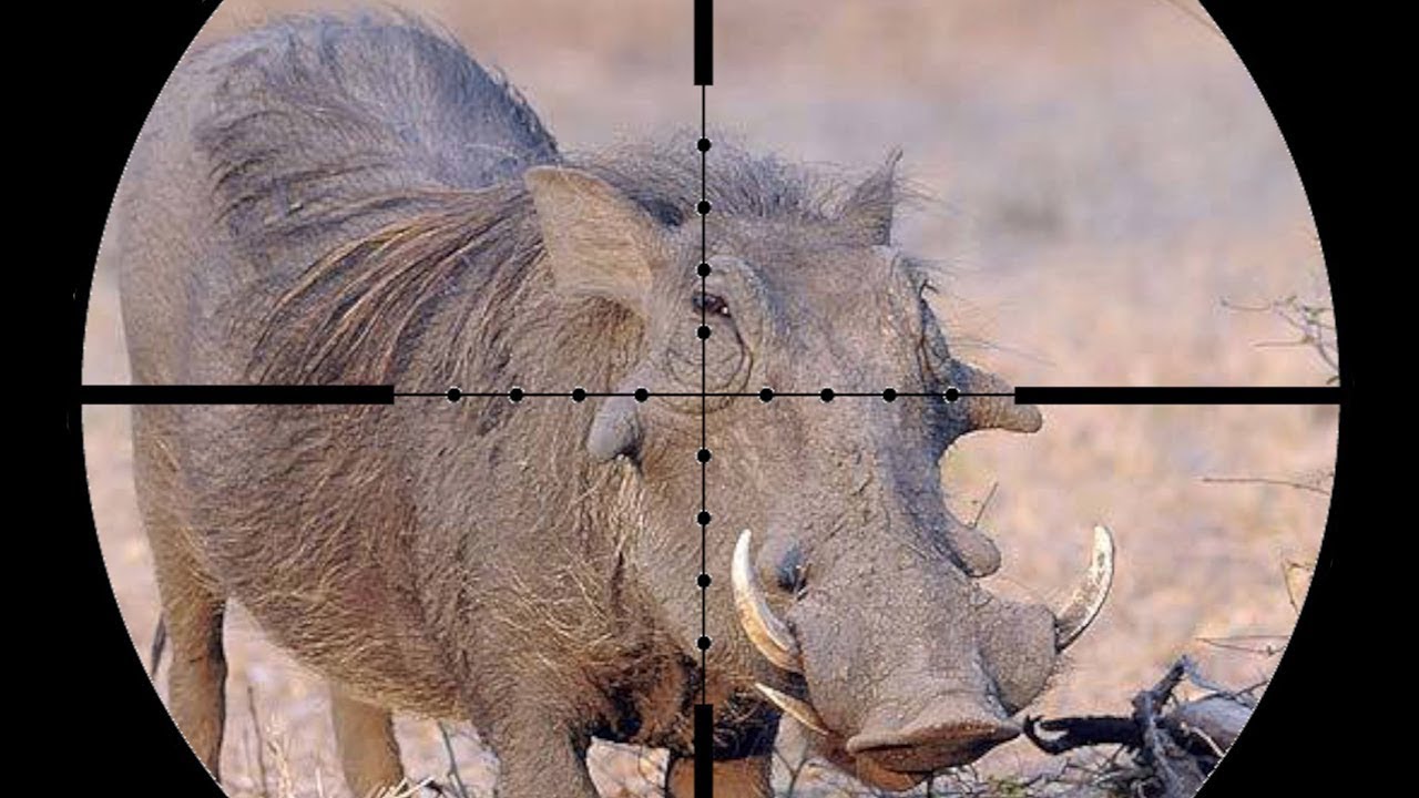 bass fishing at night Epic SCOPE CAM Warthog Hunting in AFRICA!!!! (Close Shot)