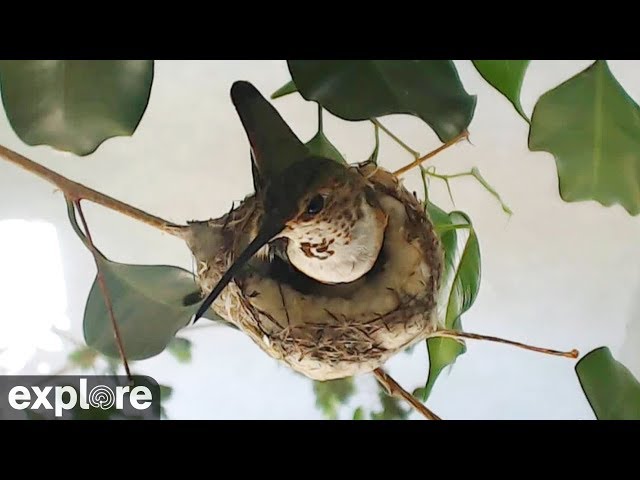 Rosie Hummingbird's Nest powered by EXPLORE.org