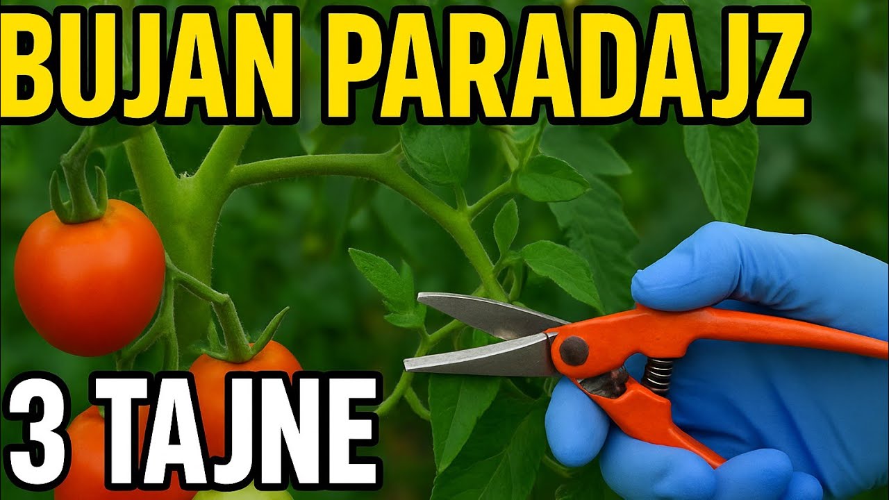 3 TAJNE za paradajz kao iz bajke – Prvu niko ne radi kako treba!