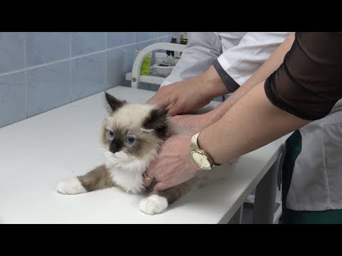 Video: Pronalaženje Veterinara Za Svog Egzotičnog Ljubimca