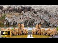 4K African Wildlife: Kafue National Park - Scenic Wildlife Film With African Music