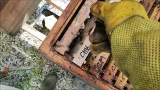 Včelstvo Zaneseno Dost Medem, Medníky Ale Moc Ne, Proto Nalákám Mladou Včelí Matičku Do Medníku.