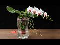 No Watering Needed! Orchids Grow and Bloom Beautifully in Water