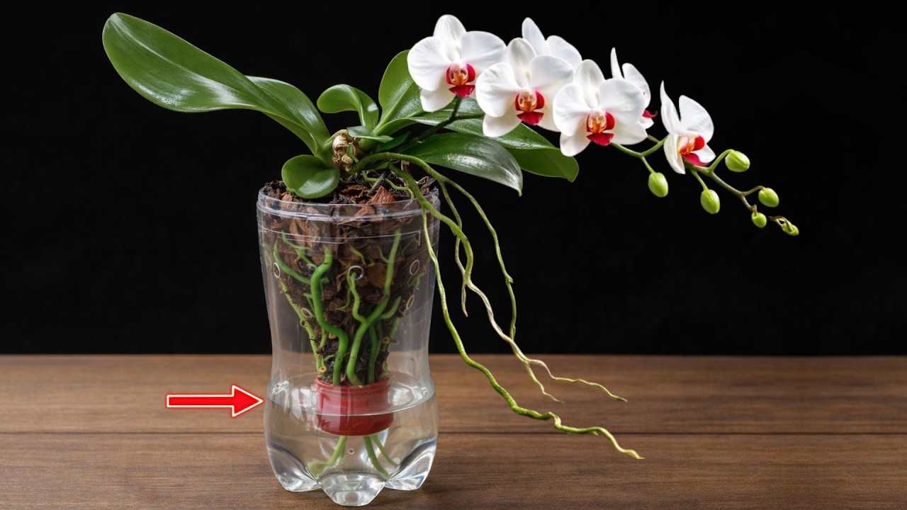 Полив не требуется! Орхидеи прекрасно растут и цветут в воде.