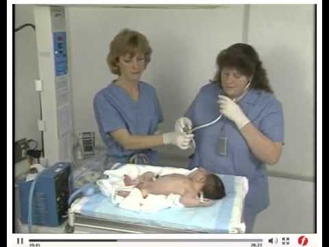 Physical Examination of the Neonate Physical Assessment of the Neonate