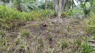 aksi xiao king Di antara Laman terpedih pontian guna racik 120lbs