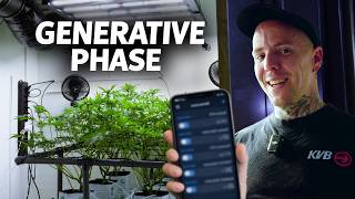 Cropsteering in der generativen Phase | So stellen wir auf Blüte um