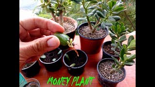 Money plant or jade plant, are some of the common names for crassula
ovata. plants evergreen succulents with thick branches and green oval
leaves. ...