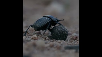 The Incredible Moment in the Life of a Namibian Dung Beetle