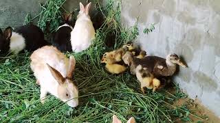 rabbit is a longheld superstition thought to bring by Ducklings&Bunnies 66 views 6 days ago 3 minutes, 5 seconds