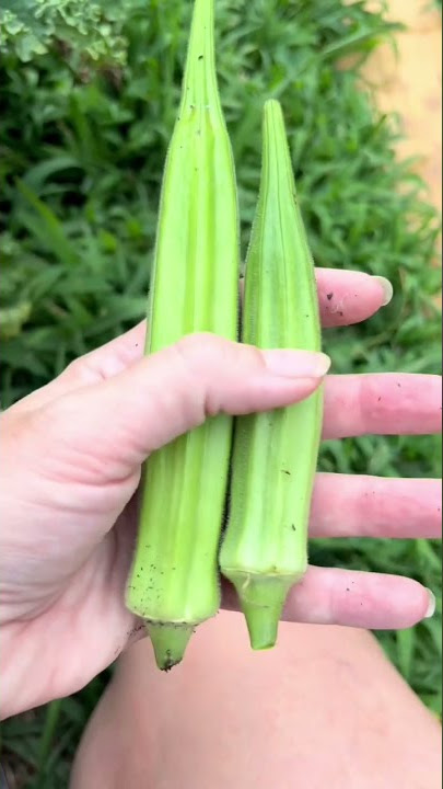 Do you know how to pick #okra? It gets big fast, so it can be challenging to harvest in the #garden.
