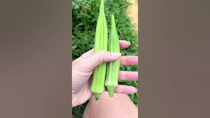 Do you know how to pick #okra? It gets big fast, so it can be challenging to harvest in the #garden.